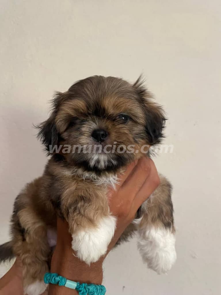 Se venden cachorros shitzu, una hembra y un macho 50 días de nacidos (Toda la habana) 3