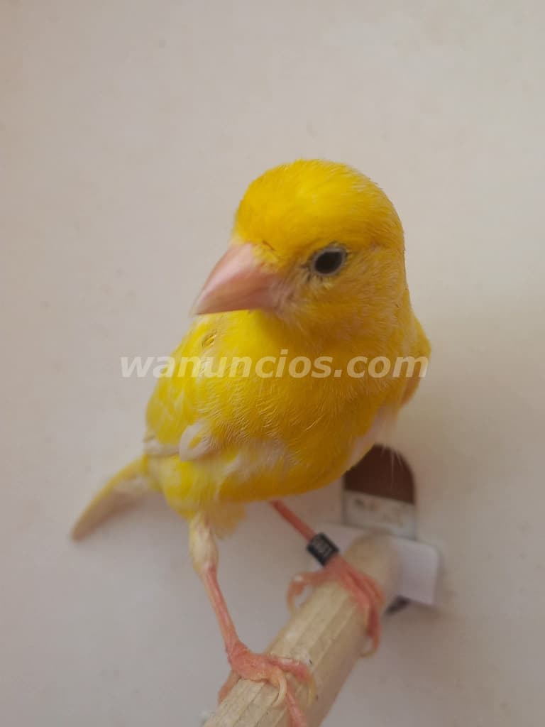 Venta de canarios y canarias en mallorca Manacor (Manacor)