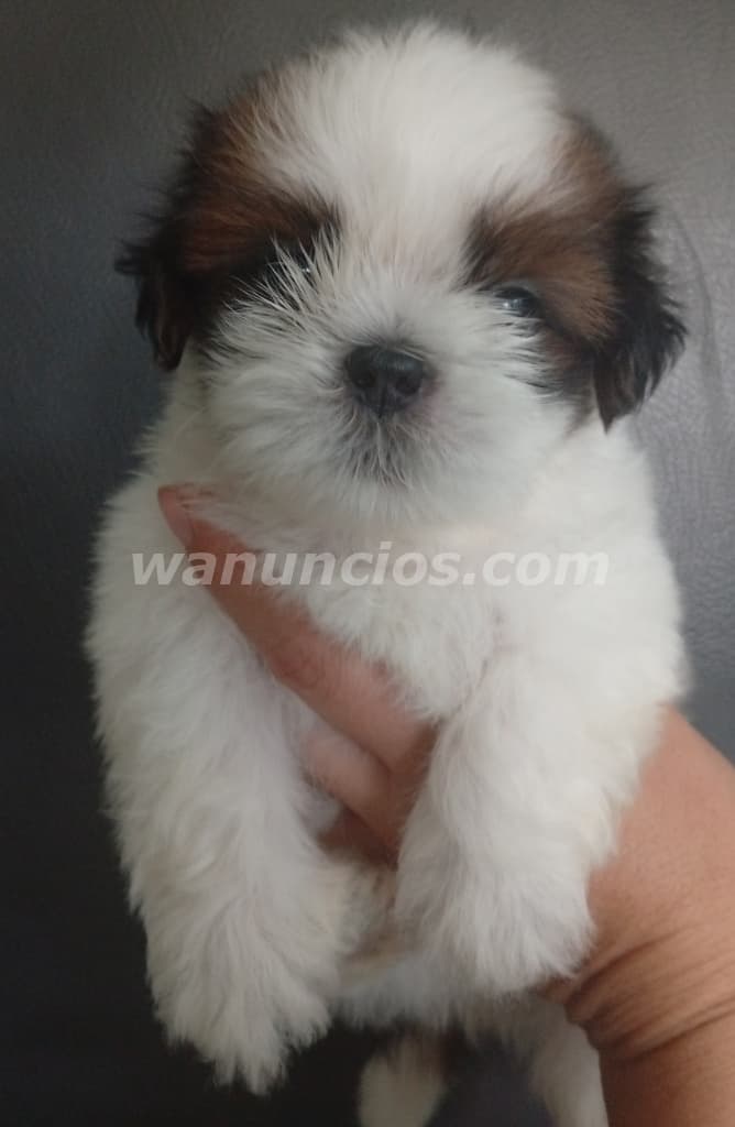 Cachorros de shitzu en venta hembras y machos