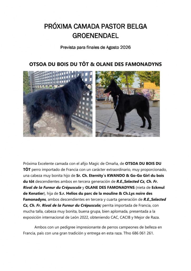 1.000 € - Próxima camada de Pastor Belga Groenendael. (Riello)