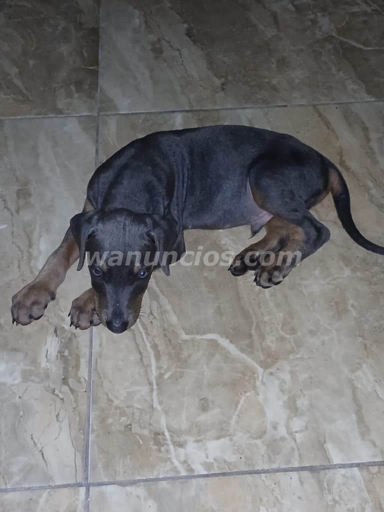 200 US$ - Se Vende Doberman Macho Gris | 7 Semanas en $200 (Las Cumbres)