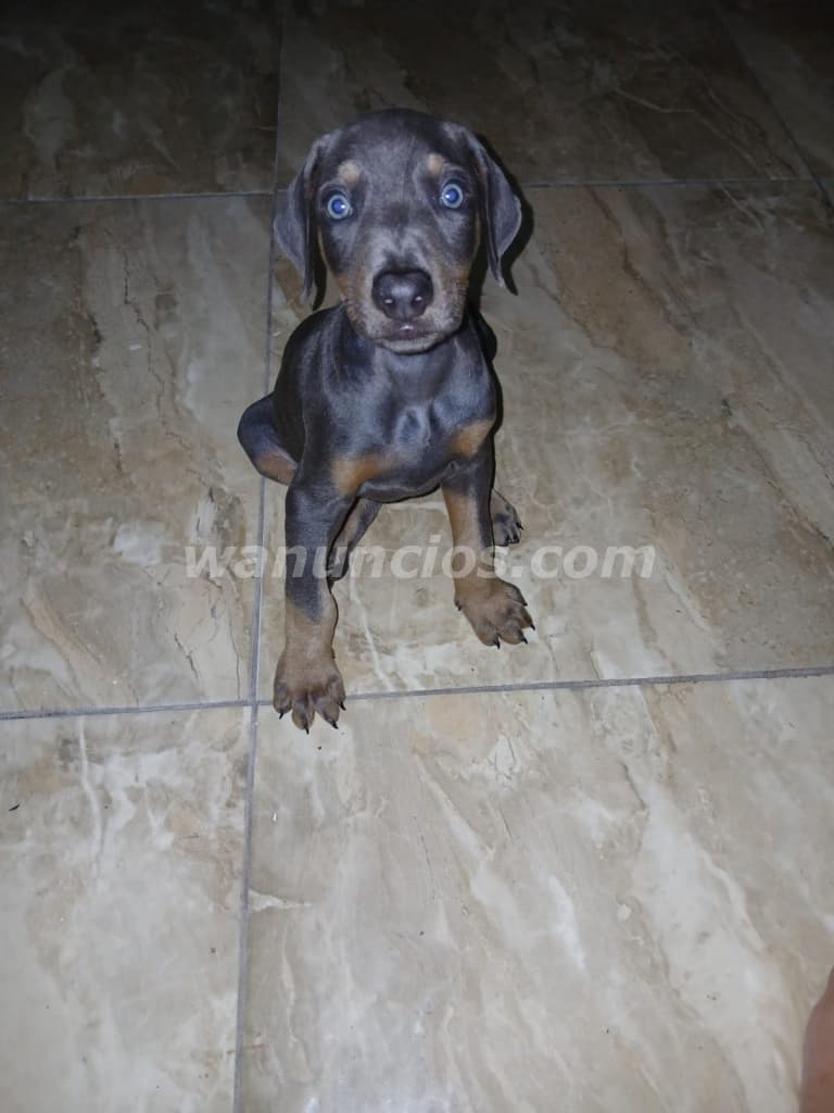 200 US$ - Se Vende Doberman Macho Gris | 7 Semanas en $200 (Las Cumbres) 2