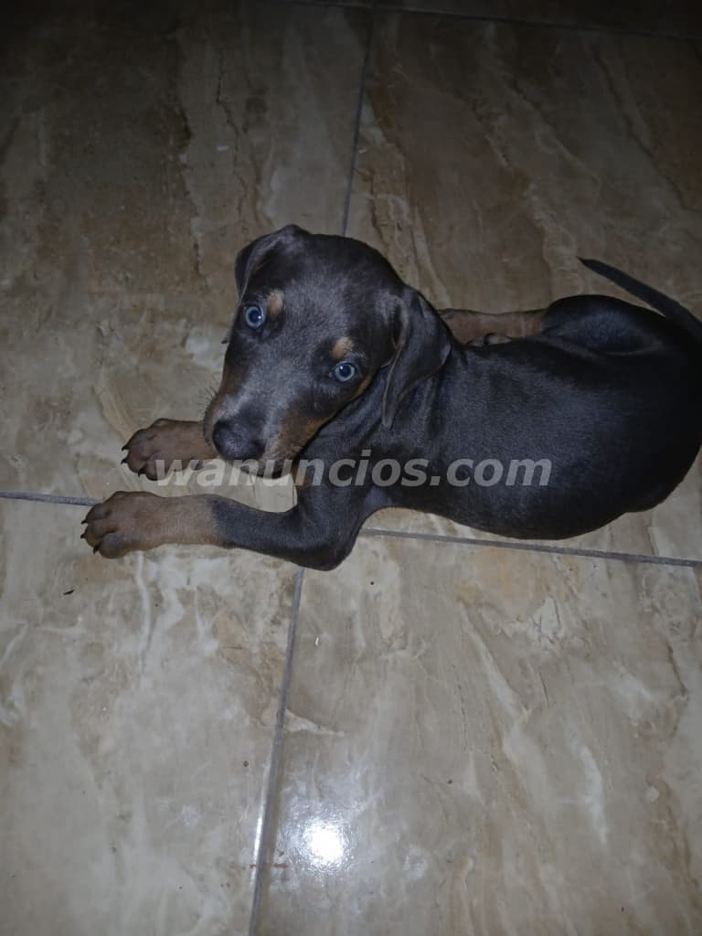 200 US$ - Se Vende Doberman Macho Gris | 7 Semanas en $200 (Las Cumbres) 3