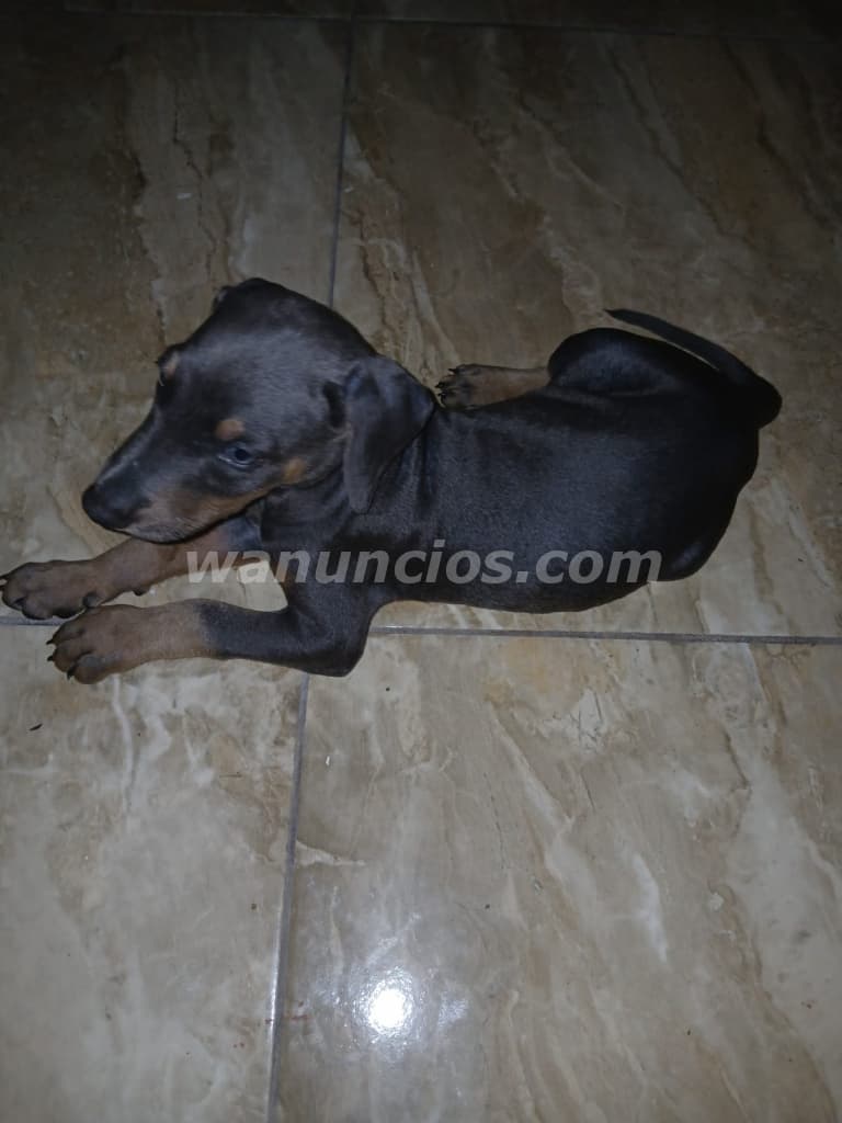 200 US$ - Se Vende Doberman Macho Gris | 7 Semanas en $200 (Las Cumbres) 4