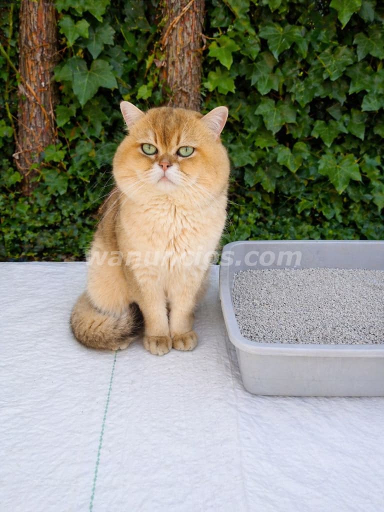 249 € - Monta Macho British Shortair Golden Chinchilla (Las rozas de madrid)