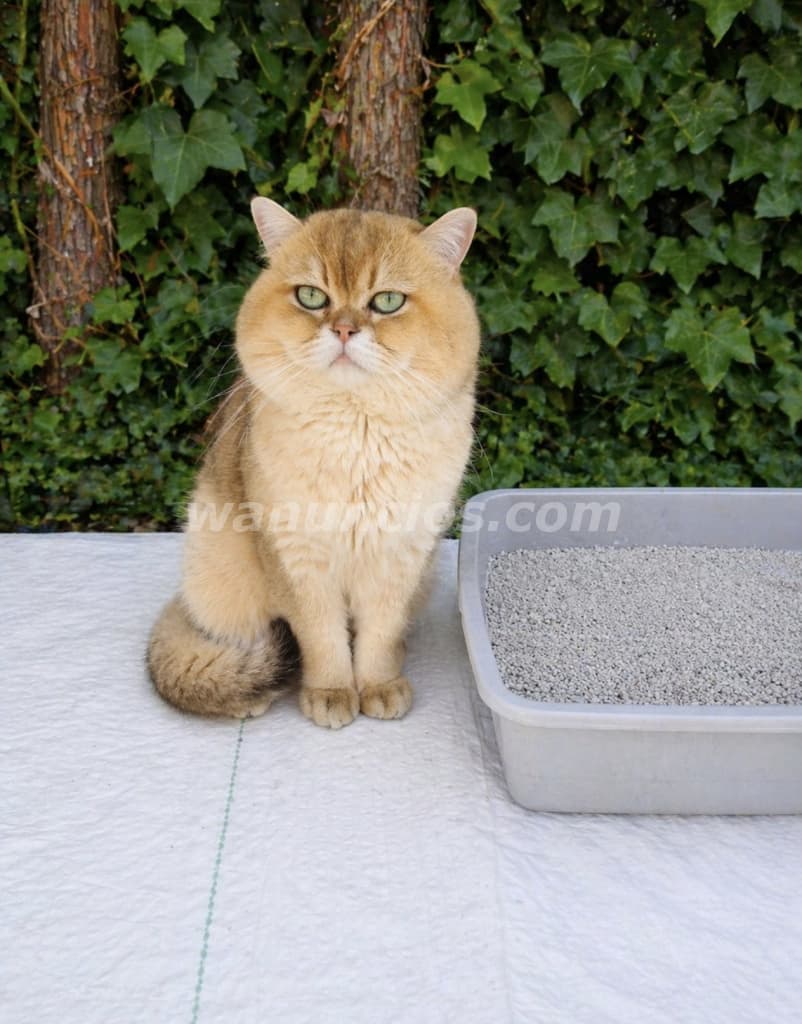 299 € - Monta Gato British Shortair Golden Chinchilla pedigri disponible para monta (Las Rozas)