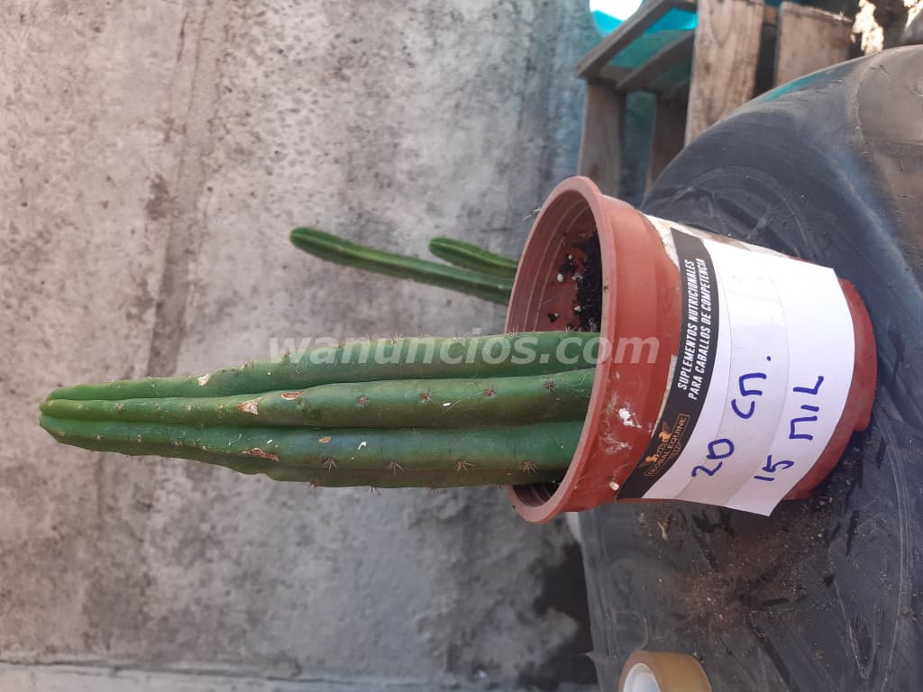 10.000 Pesos - CACTUS SAN PEDRO ECHINOPSIS PACHANOI WACHUMA (Chile)
