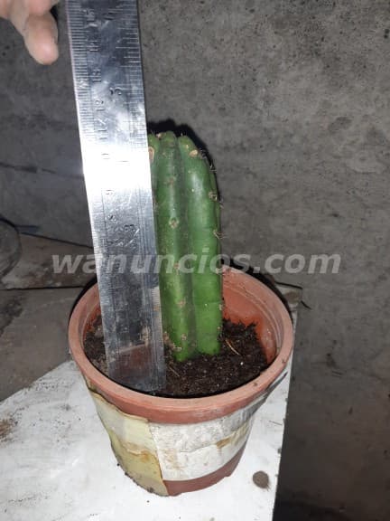 10.000 Pesos - CACTUS SAN PEDRO ECHINOPSIS PACHANOI WACHUMA (Chile) 2