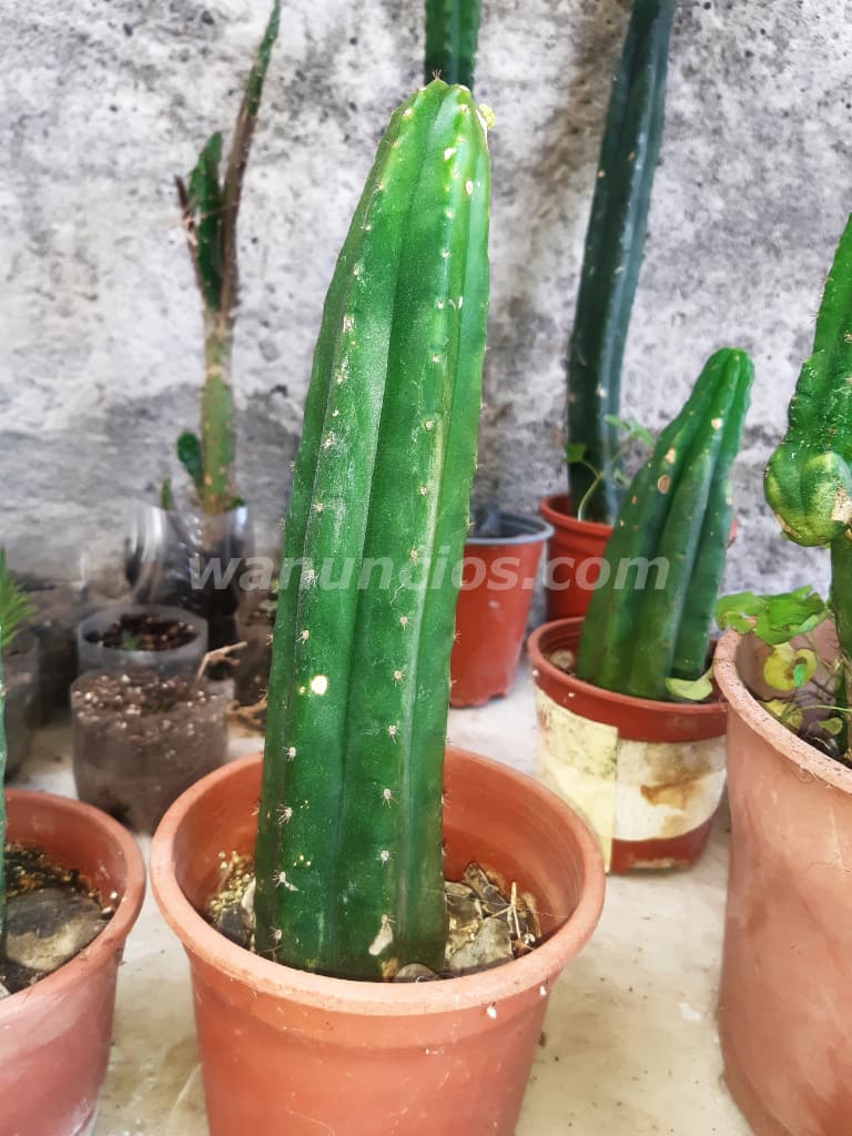 10.000 Pesos - CACTUS SAN PEDRO ECHINOPSIS PACHANOI WACHUMA (Chile) 3