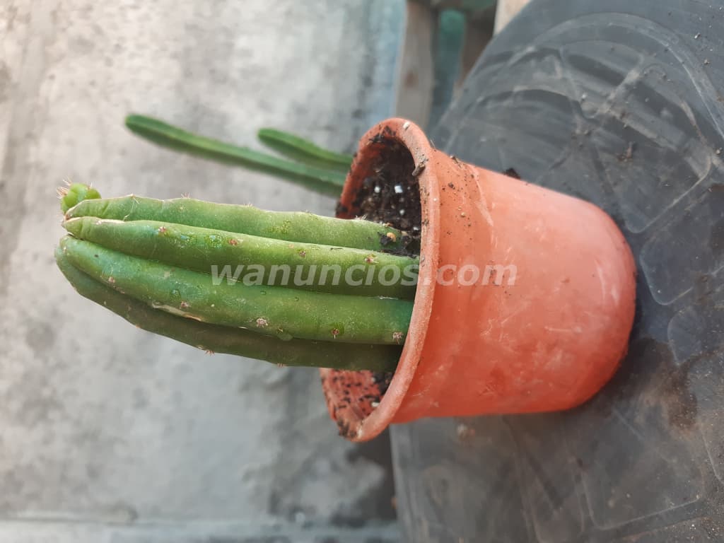 10.000 Pesos - CACTUS SAN PEDRO ECHINOPSIS PACHANOI WACHUMA (Chile) 4