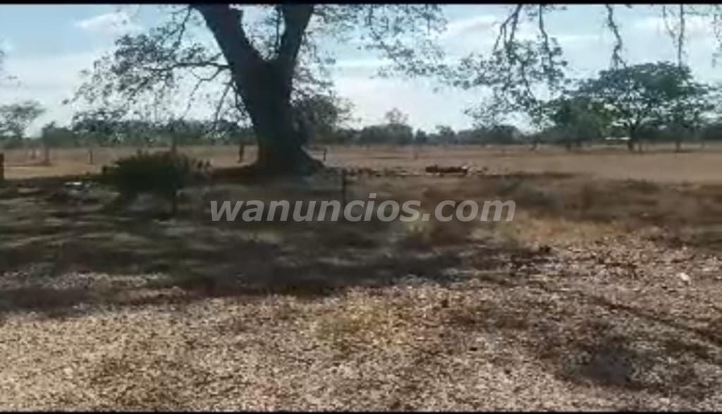 60.000 US$ - Hermosa Finca 31 Hectáreas lista para trabajar (Estado Cojedes) 4
