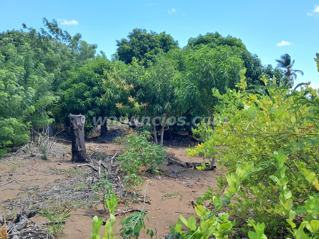 1.500.000 Pesos - De oportunidad vendo 7 tareas sembradas las calderas Bani. (LAS CALDERAS) 2