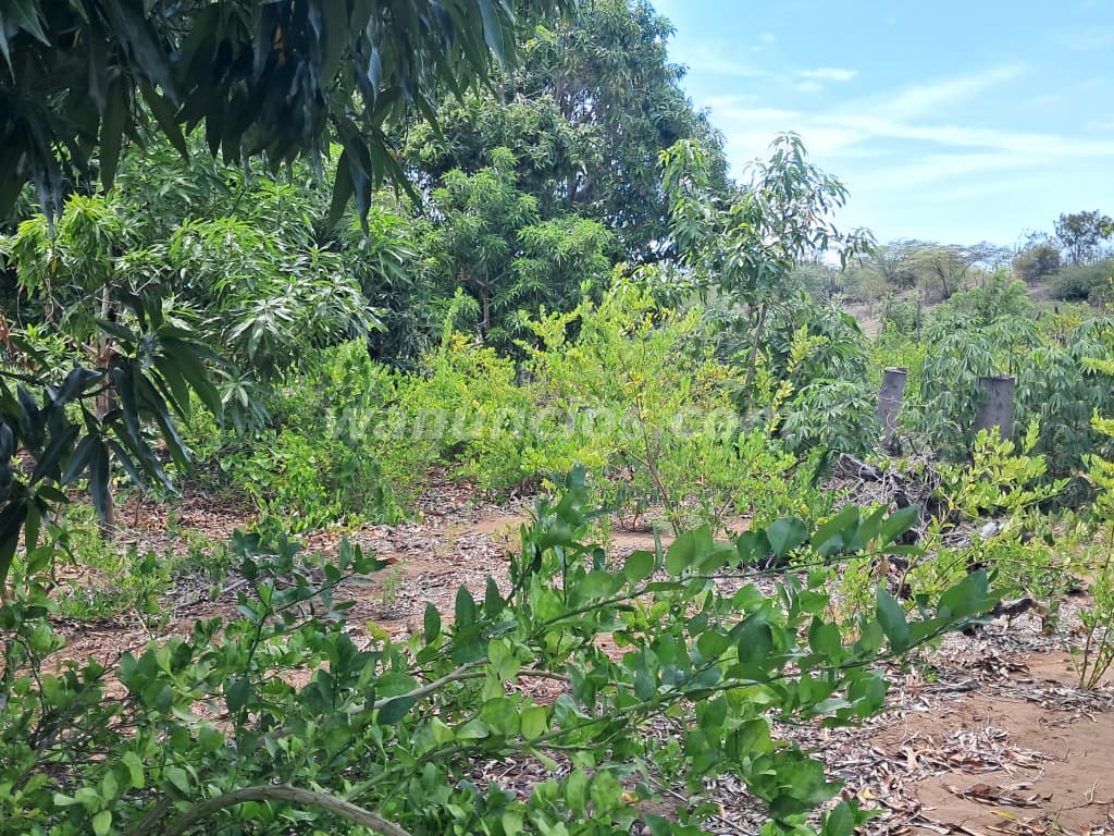 1.500.000 Pesos - De oportunidad vendo 7 tareas sembradas las calderas Bani. (LAS CALDERAS) 3