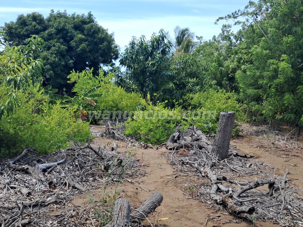 1.500.000 Pesos - De oportunidad vendo 7 tareas sembradas las calderas Bani. (LAS CALDERAS) 4