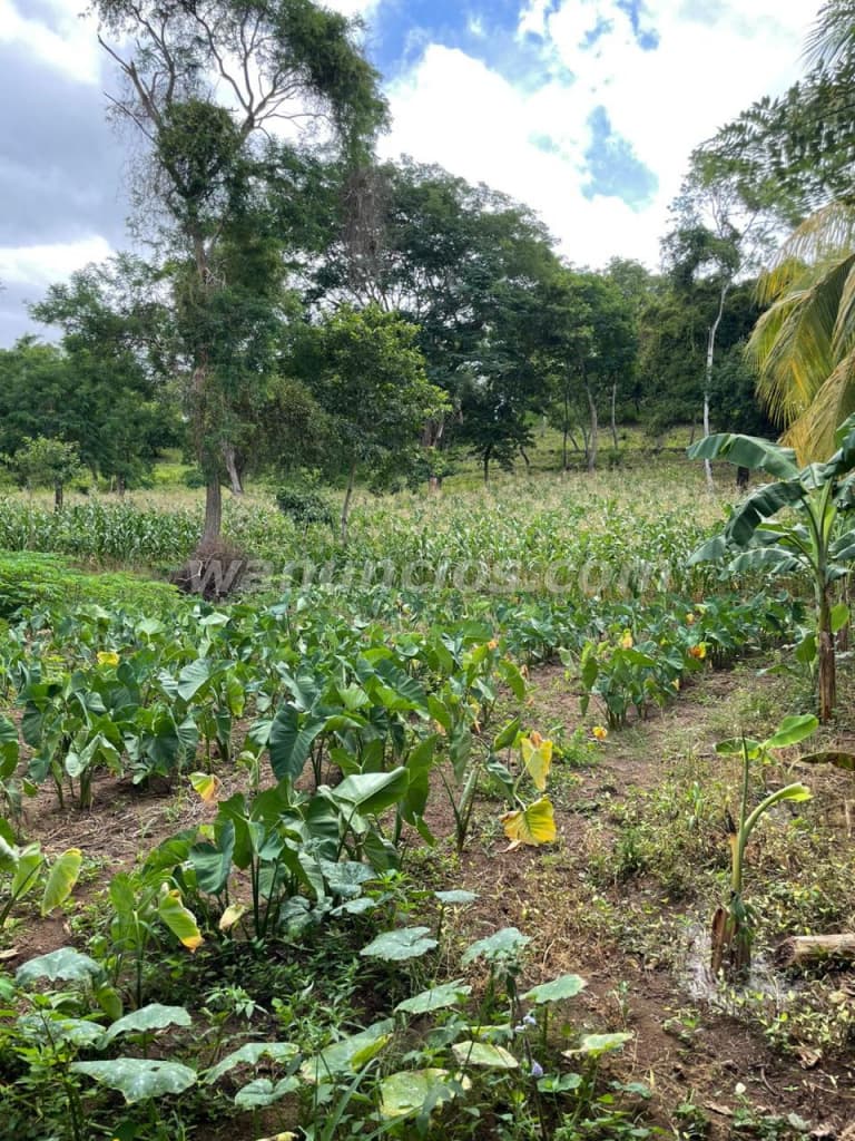 40.820 US$ - Finca en Venta en Niquinhomo, Masaya, son 3.14 Manzanas (el portillo)