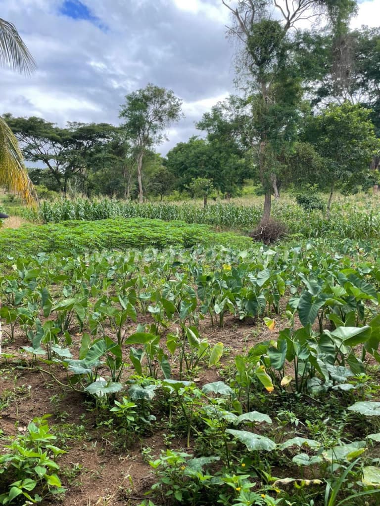 40.820 US$ - Finca en Venta en Niquinhomo, Masaya, son 3.14 Manzanas (el portillo) 3