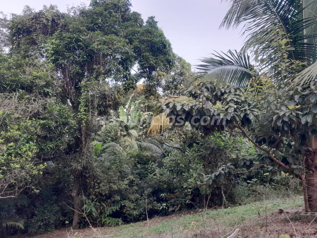 50.000 US$ - Lote en La Mitra Chorrera excelente ubicación (La Mitra de la Chorrera) 4