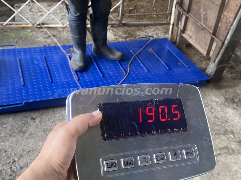 5 US$ - Básculas y balanzas electrónicas Multipesas (Central) 3