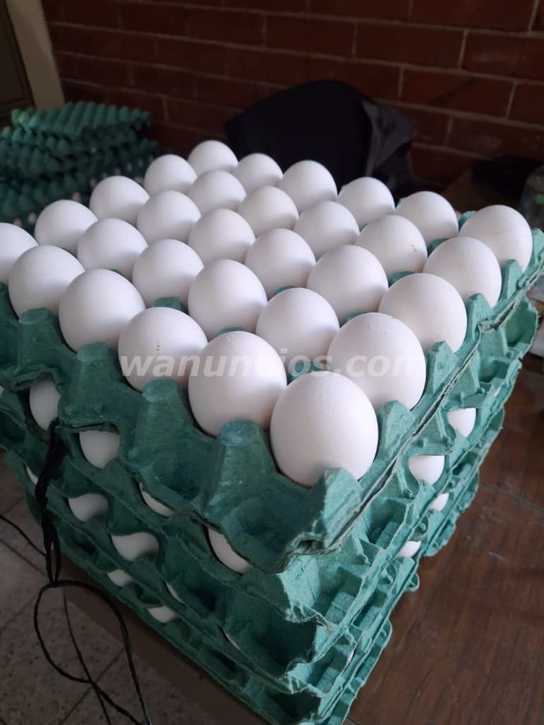 380 Quetzales - Huevo criollo blanco fresco por caja entera y por media caja (Capital) 2