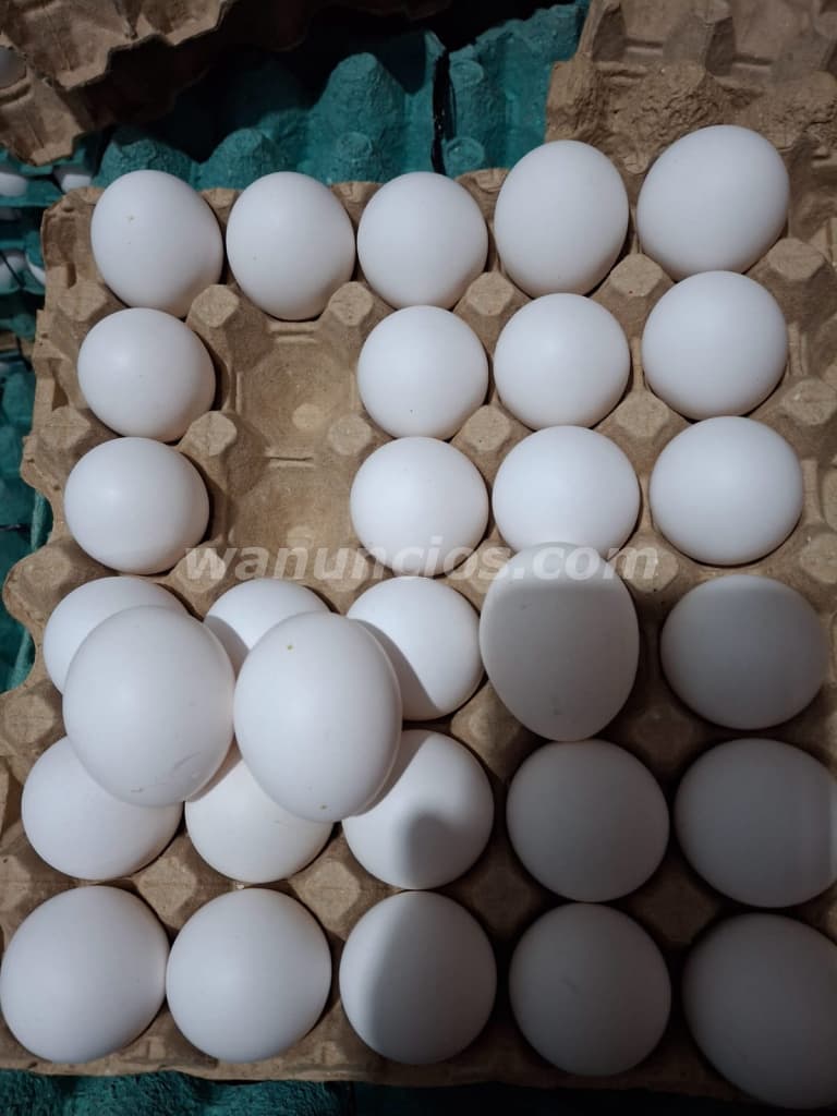 380 Quetzales - Huevo criollo blanco fresco por caja entera y por media caja (Capital) 3