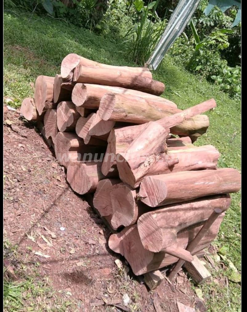 15 Balboas - Venta de leña de nance recien cortada para Asados navideños (Panamá oeste)