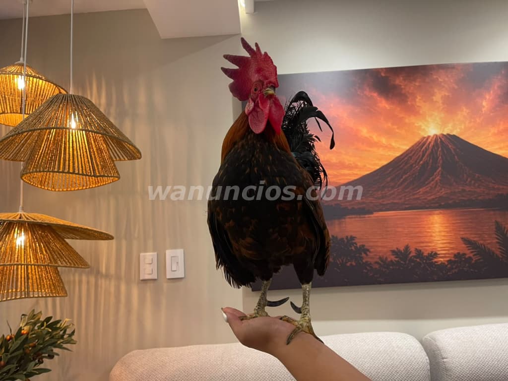 DISFRUTE DE LAS VIVENCIAS DE UNA DAMA +503 7351 1003 (San Salvador; Santa Tecla) 4