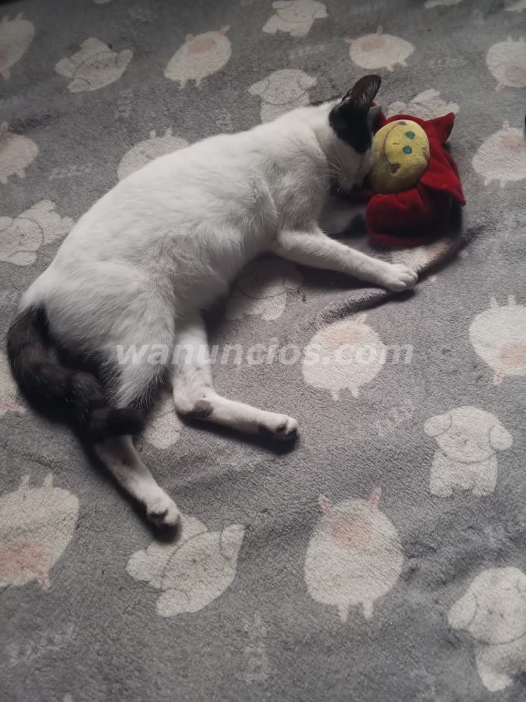 Conocer amigas para encuentros ocasionales (Barquisimeto)