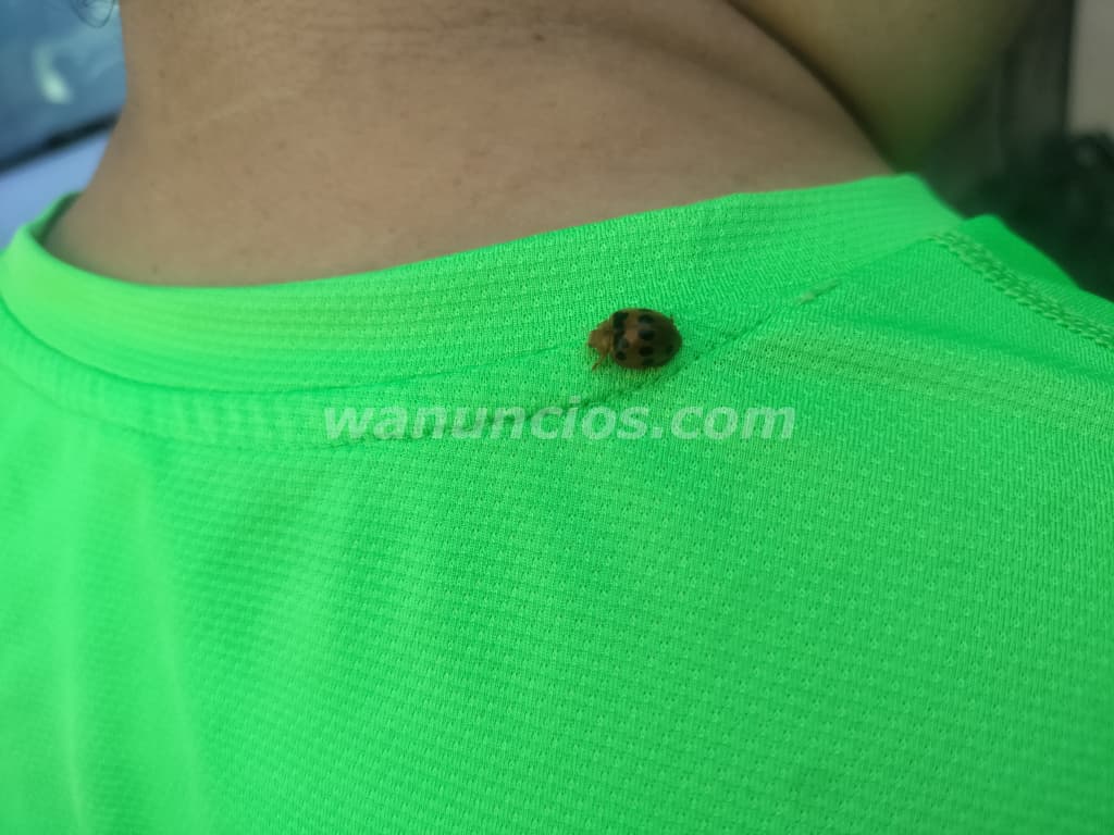 hombre Maduro busca una DAMA que quiera pasarla bien (sampedro sula)