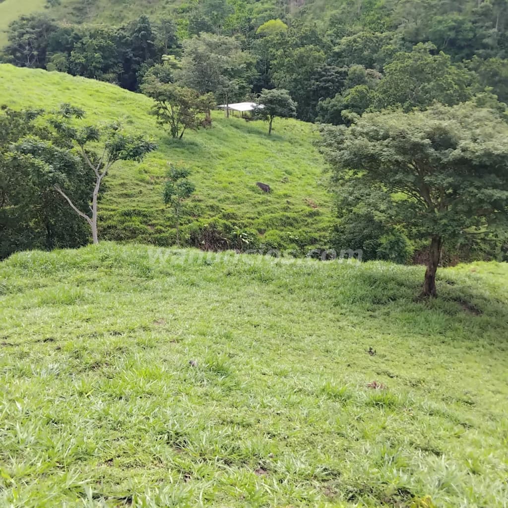 600.000 € - se vende finca de 100 hectareas full ganadera