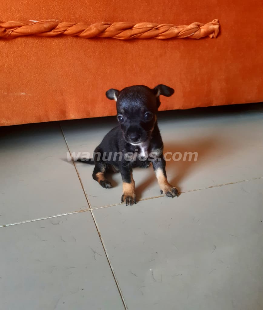 260 US$ - Chihuahuas toy Hembrita y macho entrega inmediata (Panama)