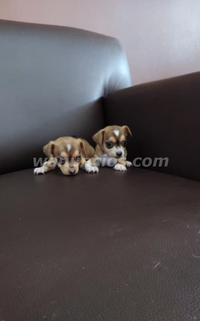225 US$ - VENTA DE PERRITOS CHIHUAHUAS (3 macho) solamente