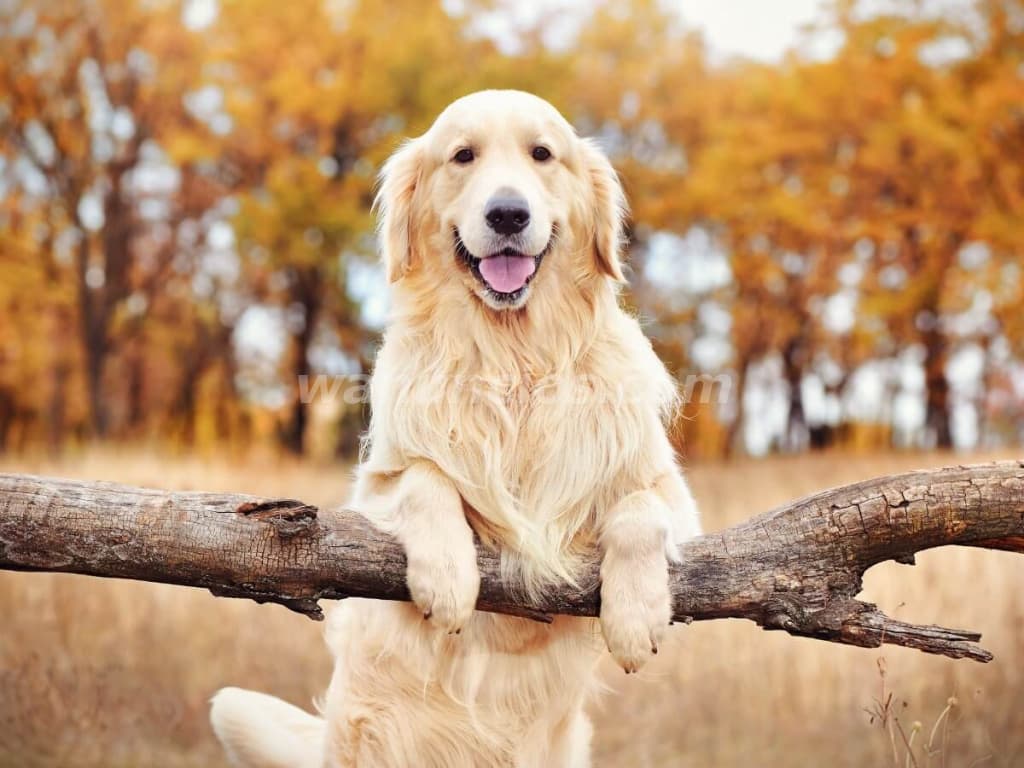 1.500.000 Pesos - Hermosos Golden Retriever by Masqueen ok. (Microcentro)