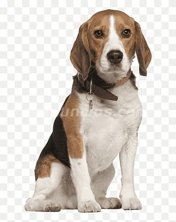 800.000 Pesos - En Criamas tenemos Beagle hermosos cachorros (Avenida corriente)