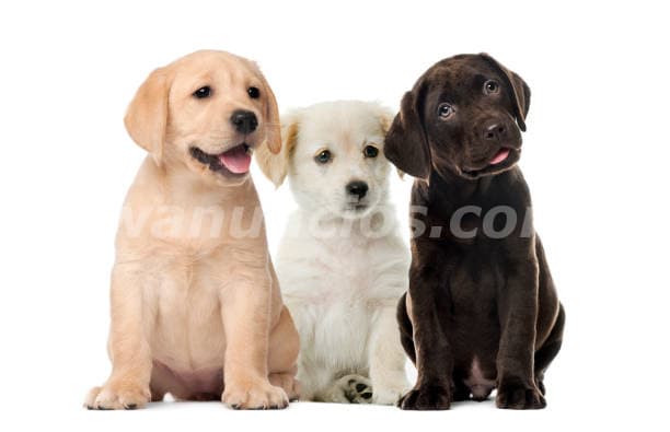 1.500.000 Pesos - Hermosos Labradores Retriever by Masqueen ok (CABA)