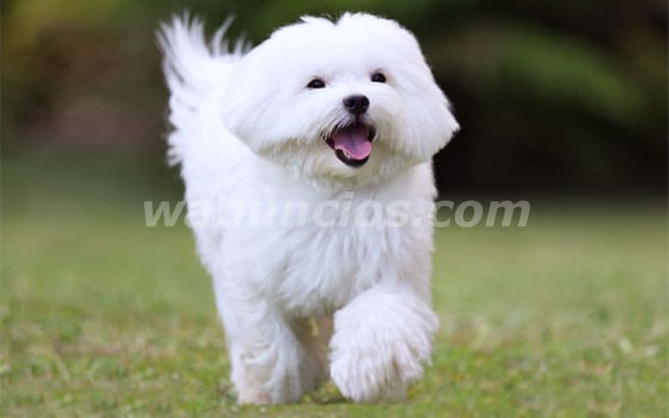2.600.000 Pesos - Hermosos Cachorros de Malteses by Masqueen ok. (CABA)