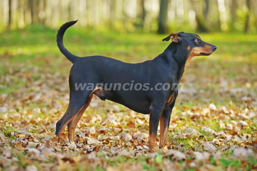 1.600.000 Pesos - Hermosos Pinscher para entrega inmediata by Masqueen ok (CABA)