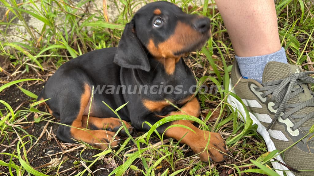 180.000 Colones - Doberman (Hembras) Disponibles, 18 de Abril cumplen 2 meses! (San Vito, Coto Brus)