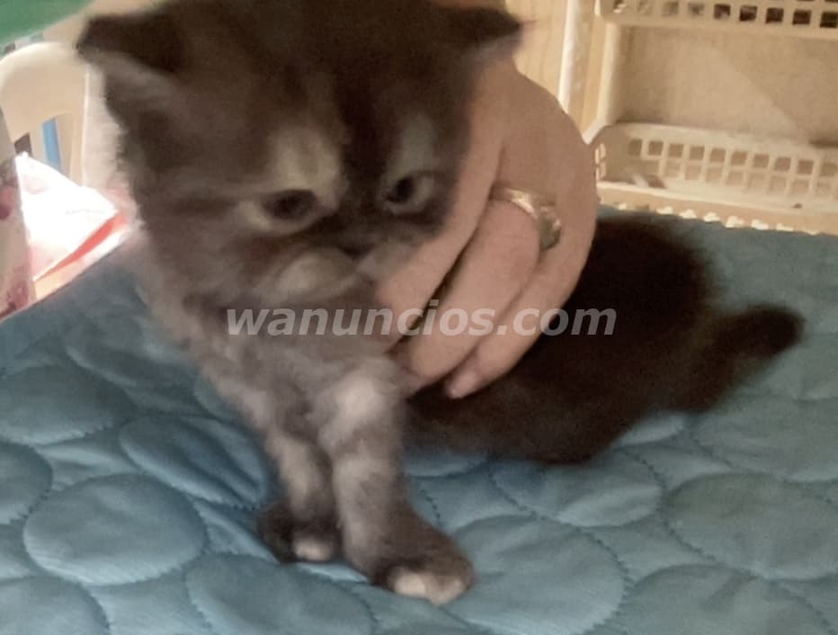 800 US$ - Gatitas Persas Doll Face Azules (Grises Oscuras) (Ensanche Julieta)