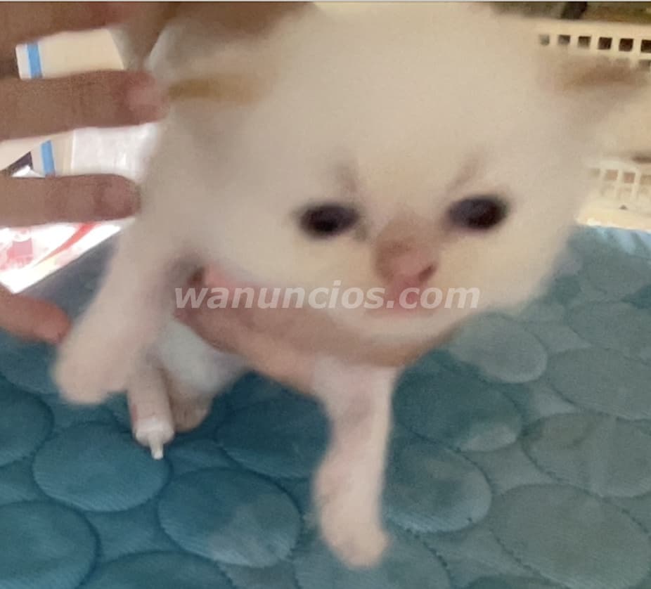 800 US$ - Gatito Persa Doll Face Himalayo Flame Point (Ensanche Julieta)