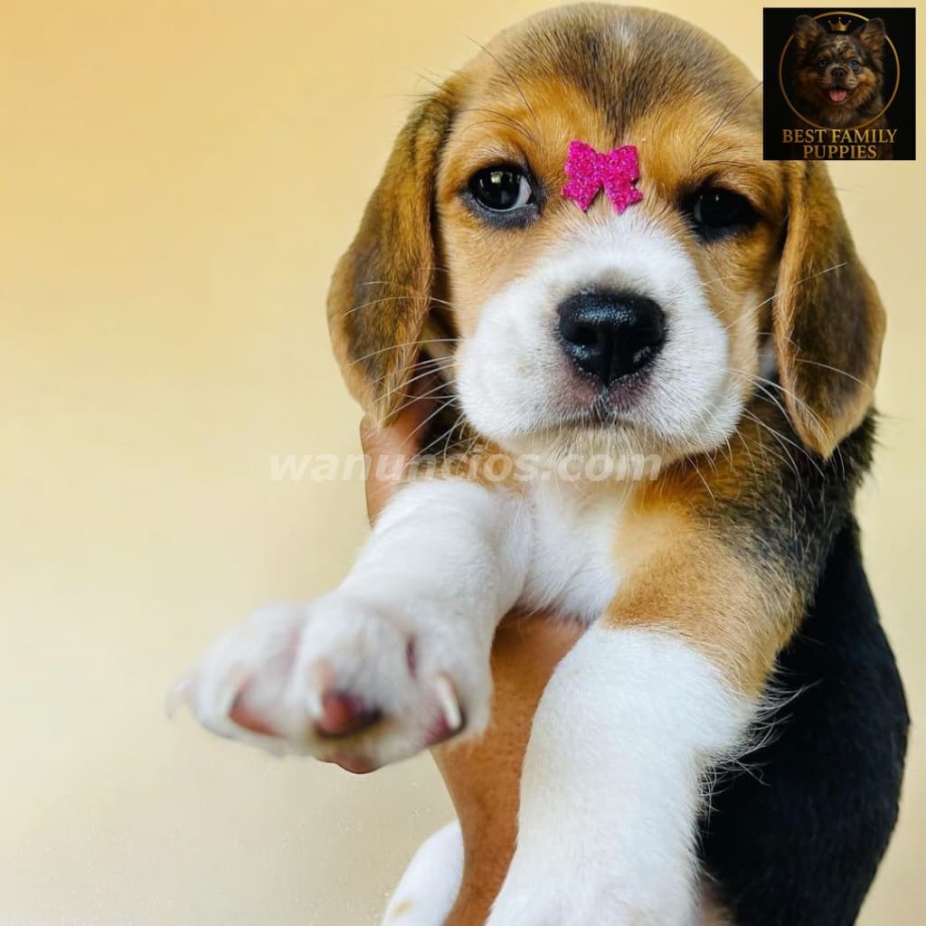 210.000 Colones - Beagle Certificados, Kit y (Vet24/7x2meses) (Barva)