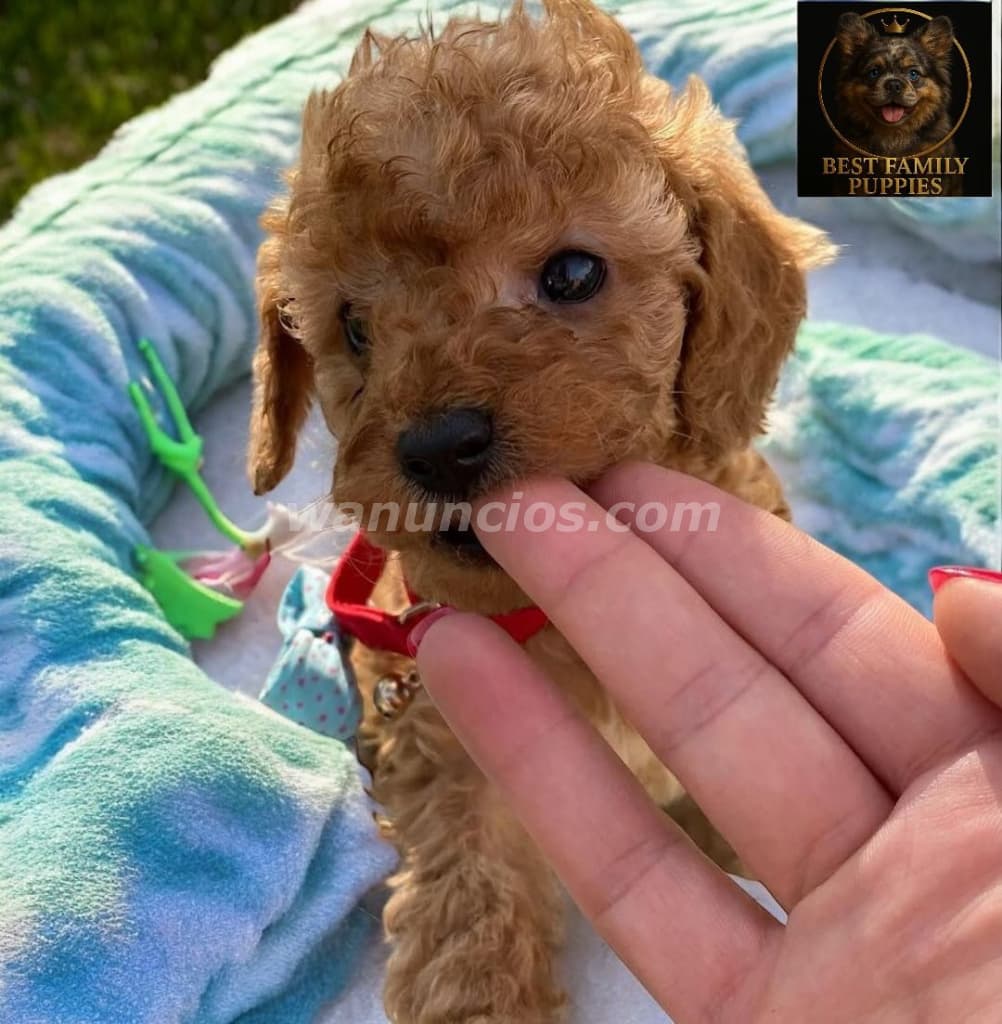 300.000 Colones - French Poodle ApricotCertificados, Kit y (Vet24/7x2meses) (Barva)