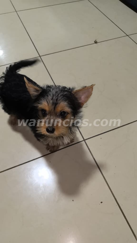 250 Colones - Hermoso yorkie disponible entrega inmediata (San jose san cayetano)