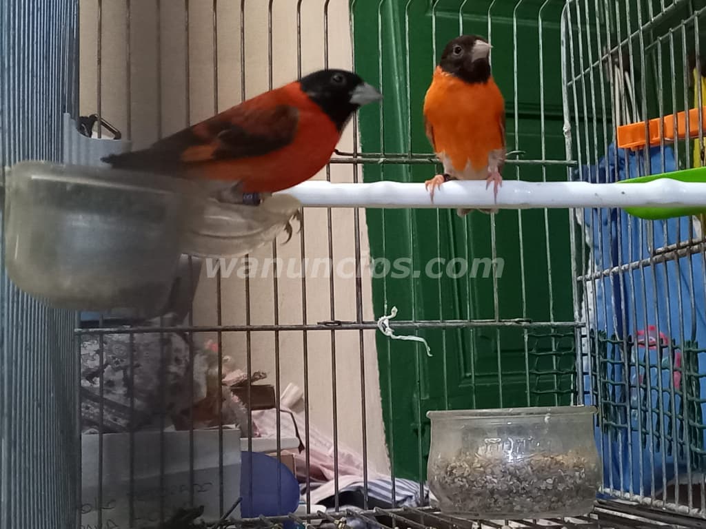18 € - cardenalitos y canarios timbrados nuevos y sobreaño (reus)