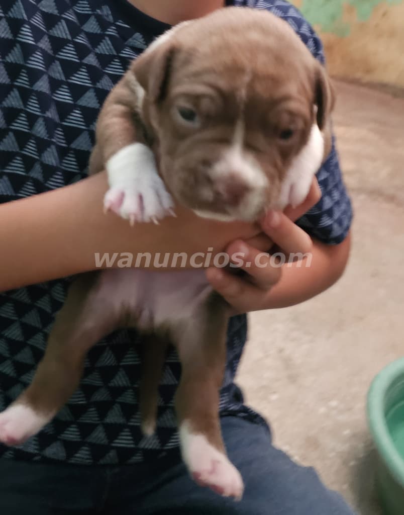 60 US$ - American bully, cabezones originales, por nacer (Santa ana)