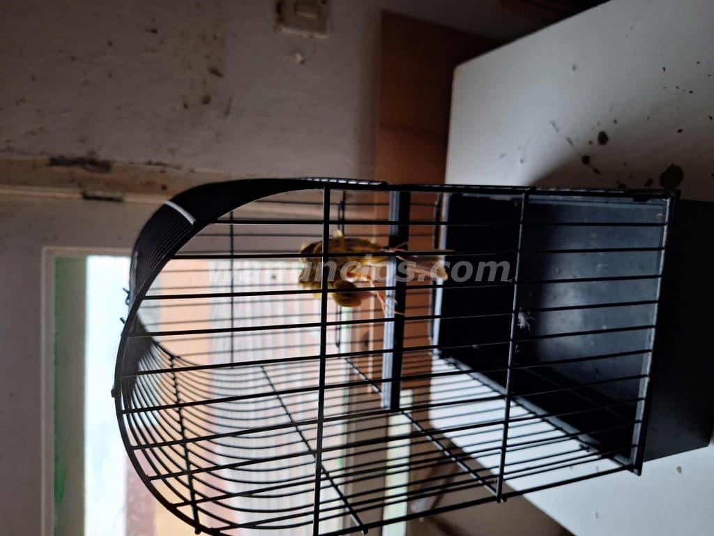 40 € - Pajaros Gibosos anillados 2025 en Tenerife (La Laguna)