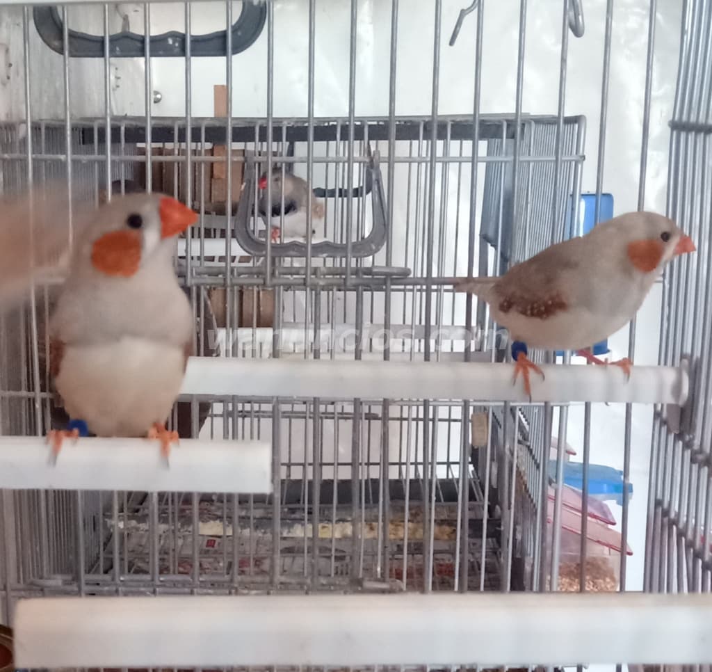 10 € - Diamantes mandarines sanos y bien cuidados (Valdespartera)