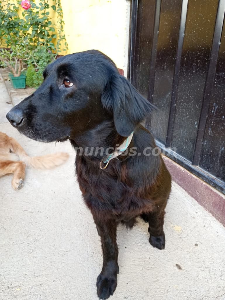 3.000 Quetzales - Golden flat cargada de un golden retriever (Guatemala)