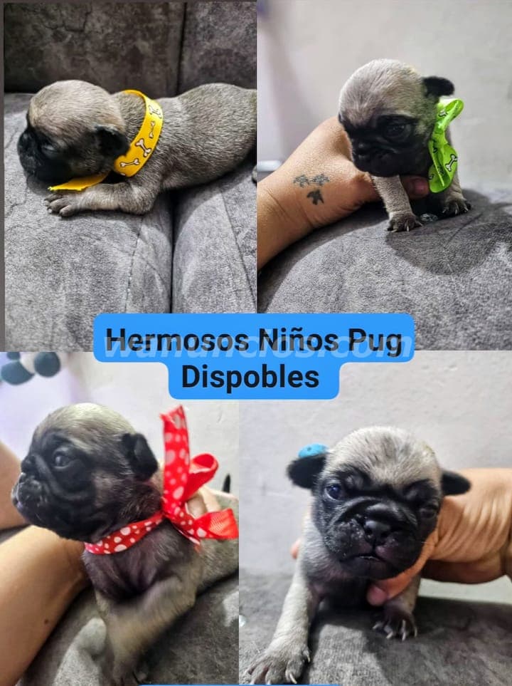 450.000 Pesos - PÚG CARLINOS HERMOSOS NIÑOS CON MUCHO AMOR (JAMUNDI)